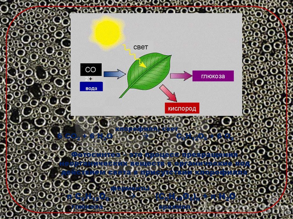 Физико химическое единство живого вещества. Единство химической организации живых организмов. Глюкоза кислород вода. Со2 н2о хлорофилл. Глюкоза и вода.