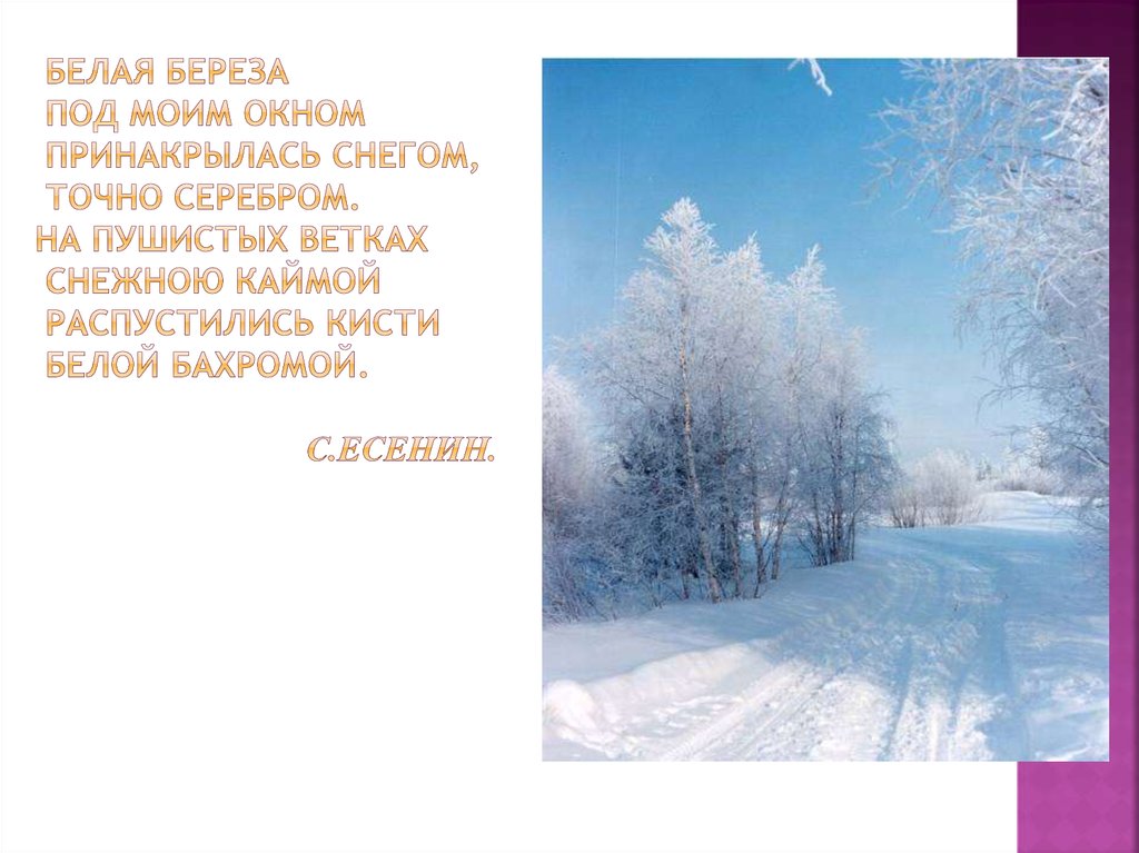 На пушистых ветках снежною каймой распустились кисти. На пушистых ветках снежною каймой распустились кисти белой бахромой. Белая берёза под моим окном Принакрылась снегом точно серебром. Принакрылась снегом. На пушистых ветках снежною каймой.