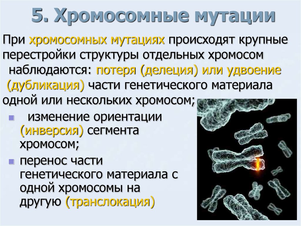 Изменение количества хромосом мутация