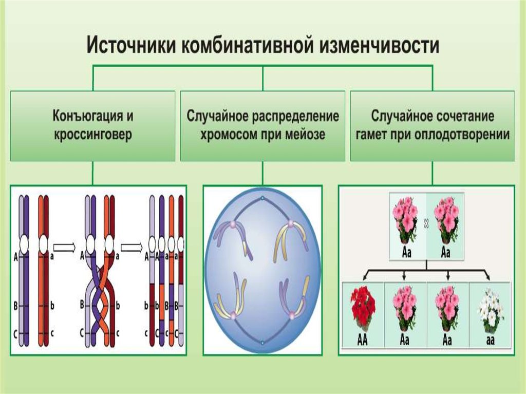 Модификационная и наследственная изменчивость комбинативная изменчивость презентация 10 класс