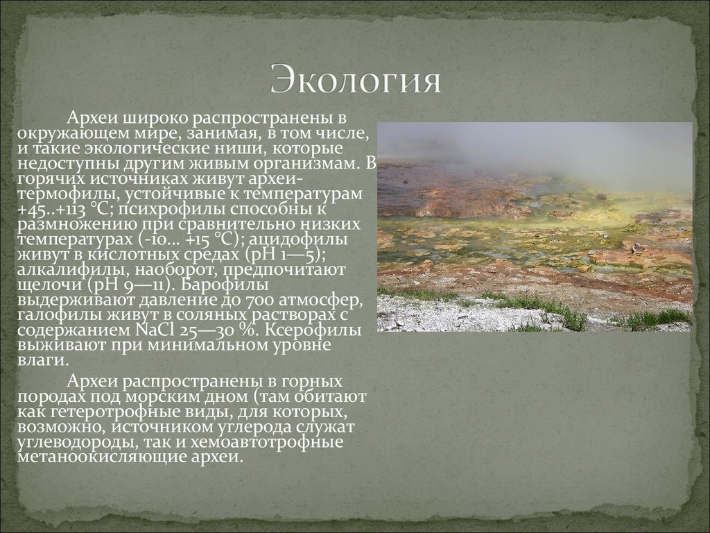 Окружающая среда Архея. Археи общая характеристика. Архей характеристика. Архей факты.