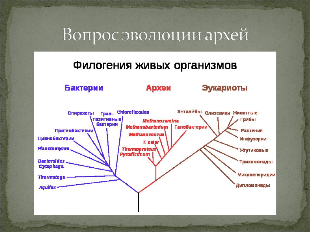 Эволюция основных. Эволюция Архей. Эволюция вопрос. Эволюционное дерево археи. Вопросы по эволюции.