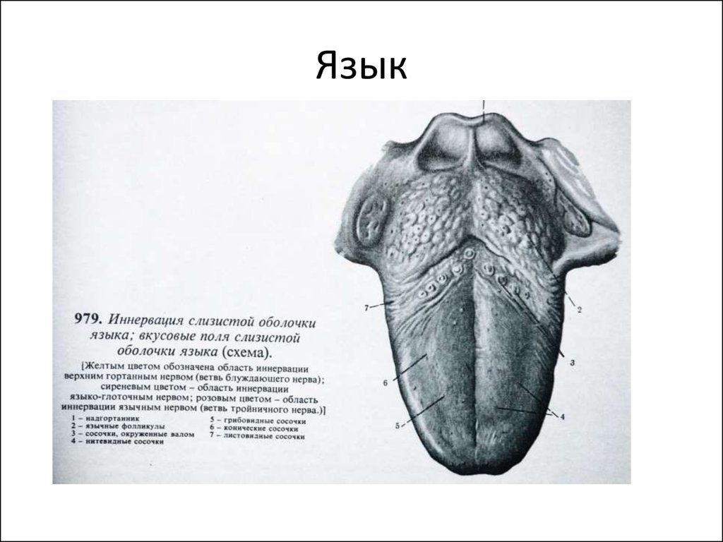 Язык схема. Вкусовая иннервация языка анатомия. Иннервация языка анатомия. Иннервация слизистой оболочки языка.