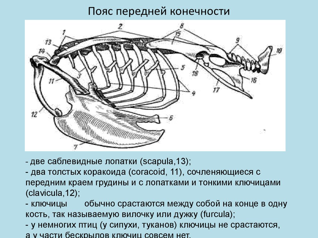 Скелет пояса задних конечностей птиц