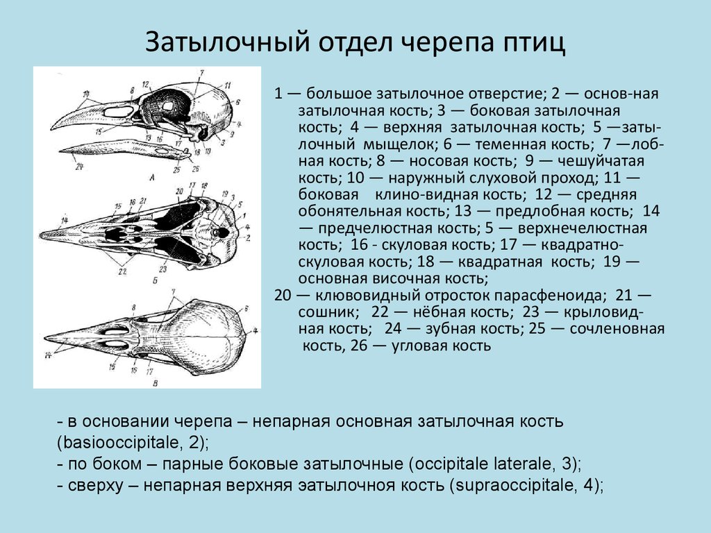 Функции черепа у птиц