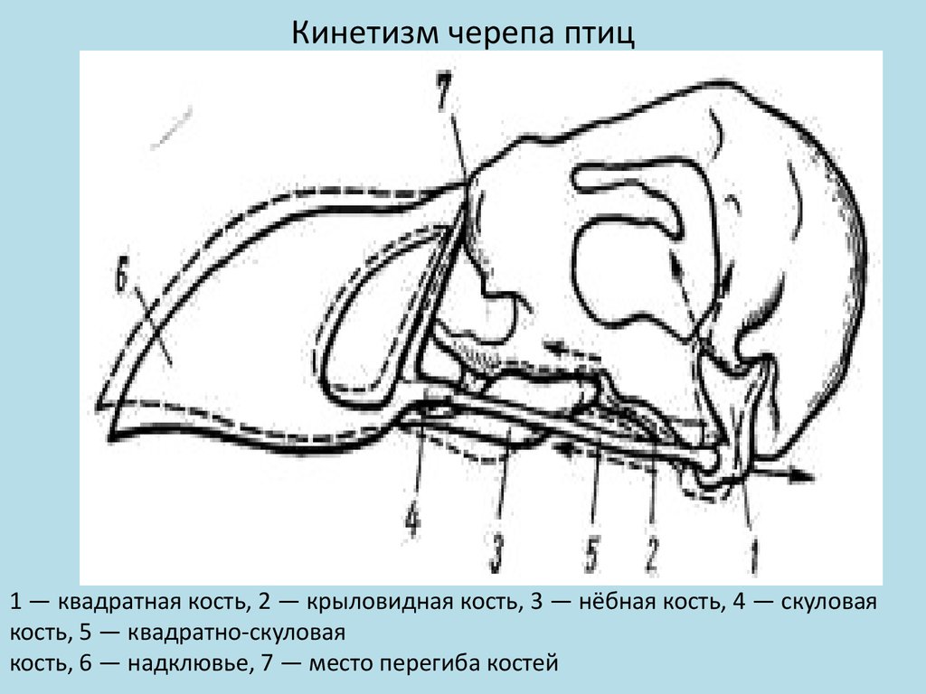 Функции черепа у птиц