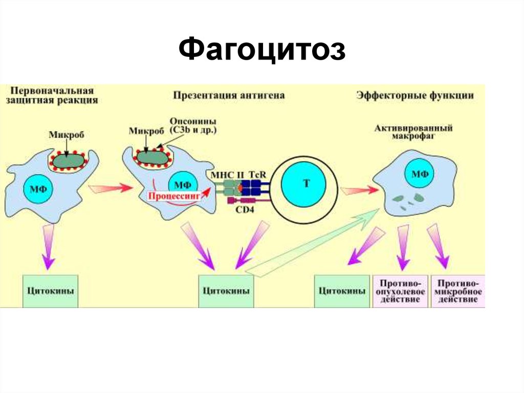 Макрофаги фагоцитоз. Схема иммунного фагоцитоза. Схема механизма образования иммунитета клеточный фагоцитоз. Механизм клеточного иммунитета схема бактерия Фагоцит. Схема фагоцитоз и иммунного ответа.