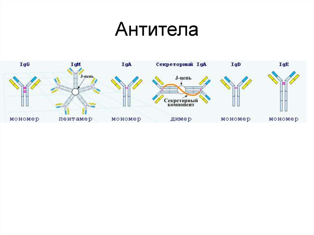 Схема иммуноглобулина. Схема строения антител иммунология. Моноклональные антитела строение. Строение антитела мономер иммунология. Антитела схема классификация.