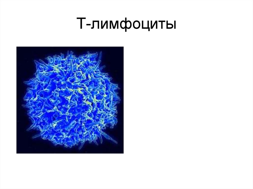Лимфоциты какой иммунитет. Т лимфоциты. Т лимфоциты иммунология. Лимфоцит рисунок. Т лимфоциты фото.