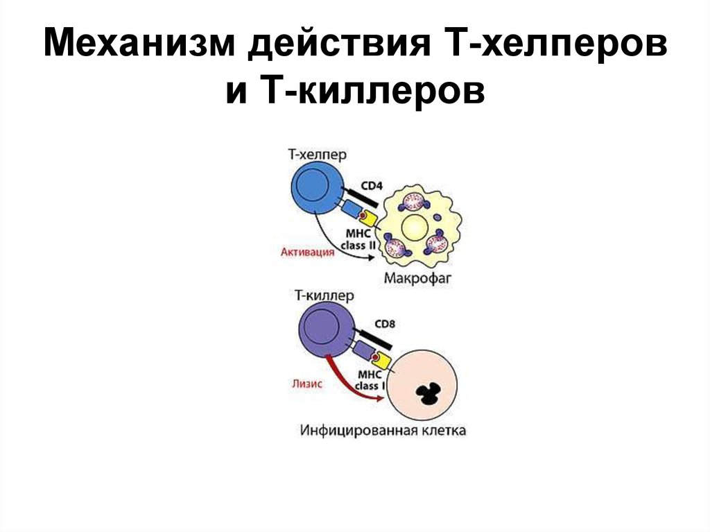 Т действия. Лимфоциты т киллеры т хелперы т супрессоры. Т хелперы т киллеры и т супрессоры функции. Т лимфоциты хелперы функции. Клетки киллеры хелперы супрессоры.