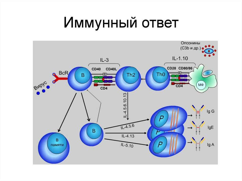 Обеспечивают иммунный ответ