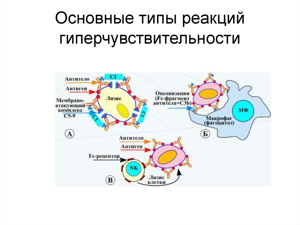 Основные формы иммунного реагирования. Механизмы развития реакции гиперчувствительности схема. Схема реакции гиперчувствительности 3 типа. Гиперчувствительность 2 типа иммунология схема. 5 Механизмов развития реакции гиперчувствительности.