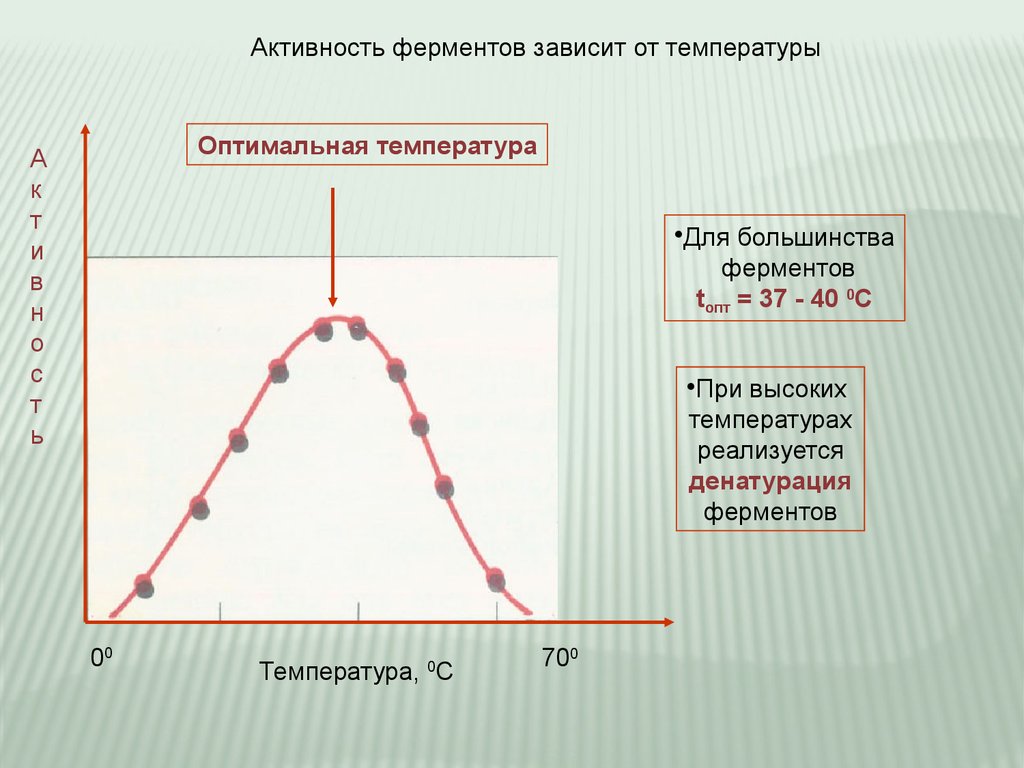 График зависимости фермента от температуры. Активность ферментов зависит. Зависимость активности ферментов от температуры. Активность ферментов зависит от температуры.