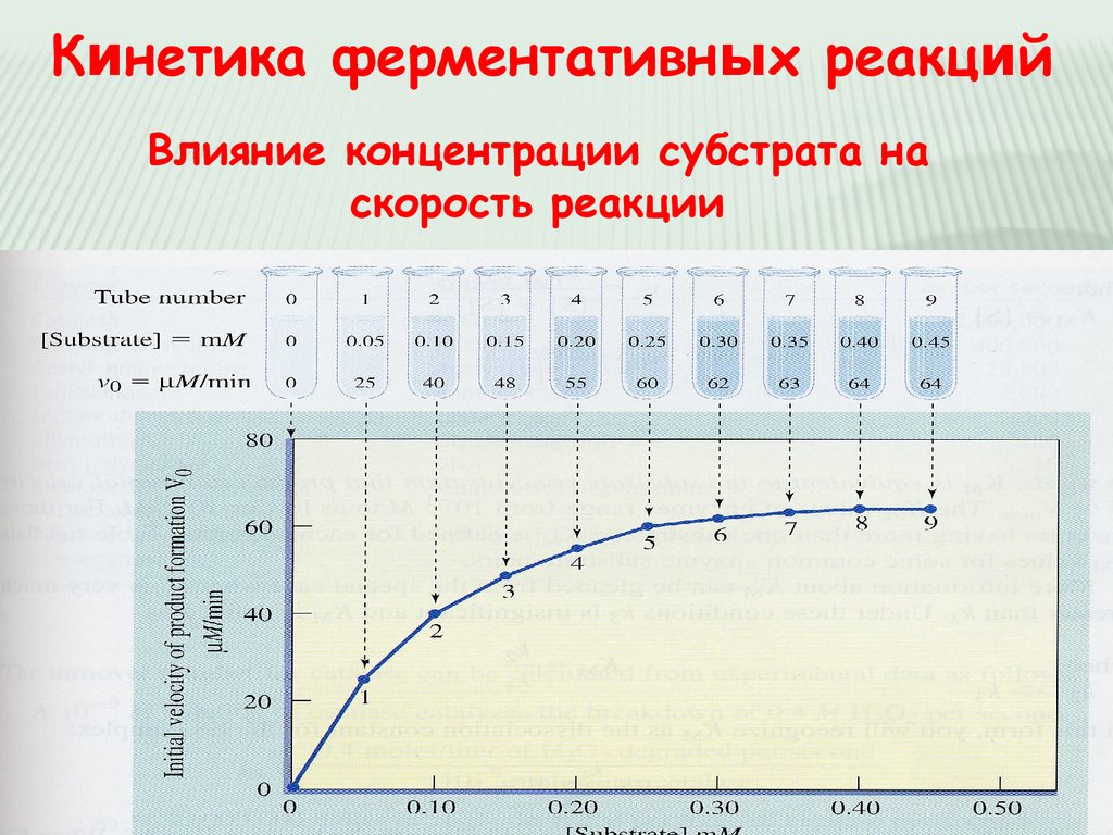 Презентация кинетика ферментативных реакций