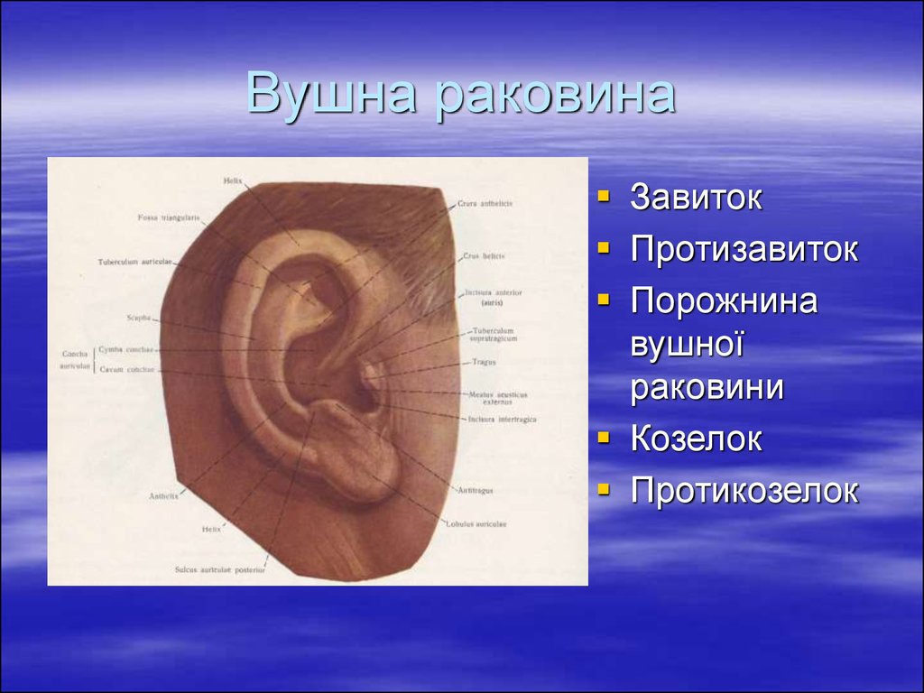 Поверхности ушной раковины. Козелок анатомия. Где находится козелок уха. Где находится козелок уха фото взрослого. Завиток раковины.