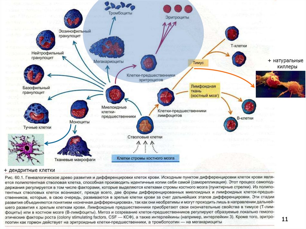 Созревание клеток костного мозга. Схема развития и дифференцировка клеток крови. Миелоидные дендритные клетки. Дендритные клетки иммунной системы. Дендритная клетка крови.