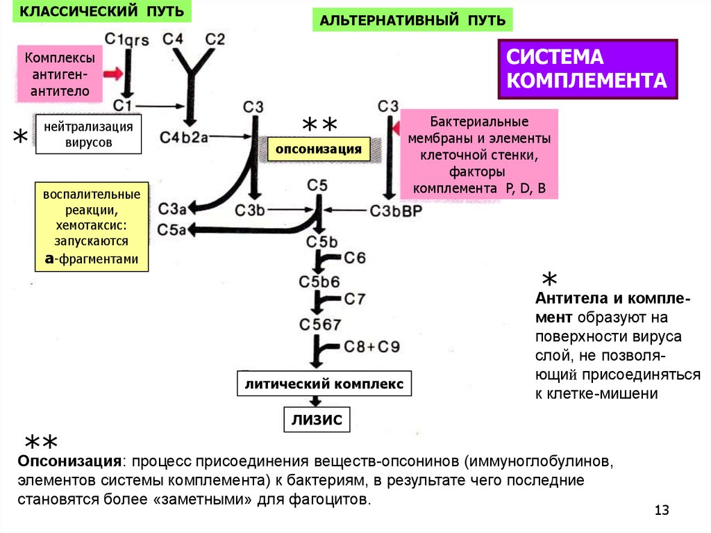 Комплемент сыворотки крови. Система комплемента микробиология классический путь. Классический путь активации комплемента иммунология. Механизмы активации системы комплемента. Механизм системы комплемента в иммунологии.