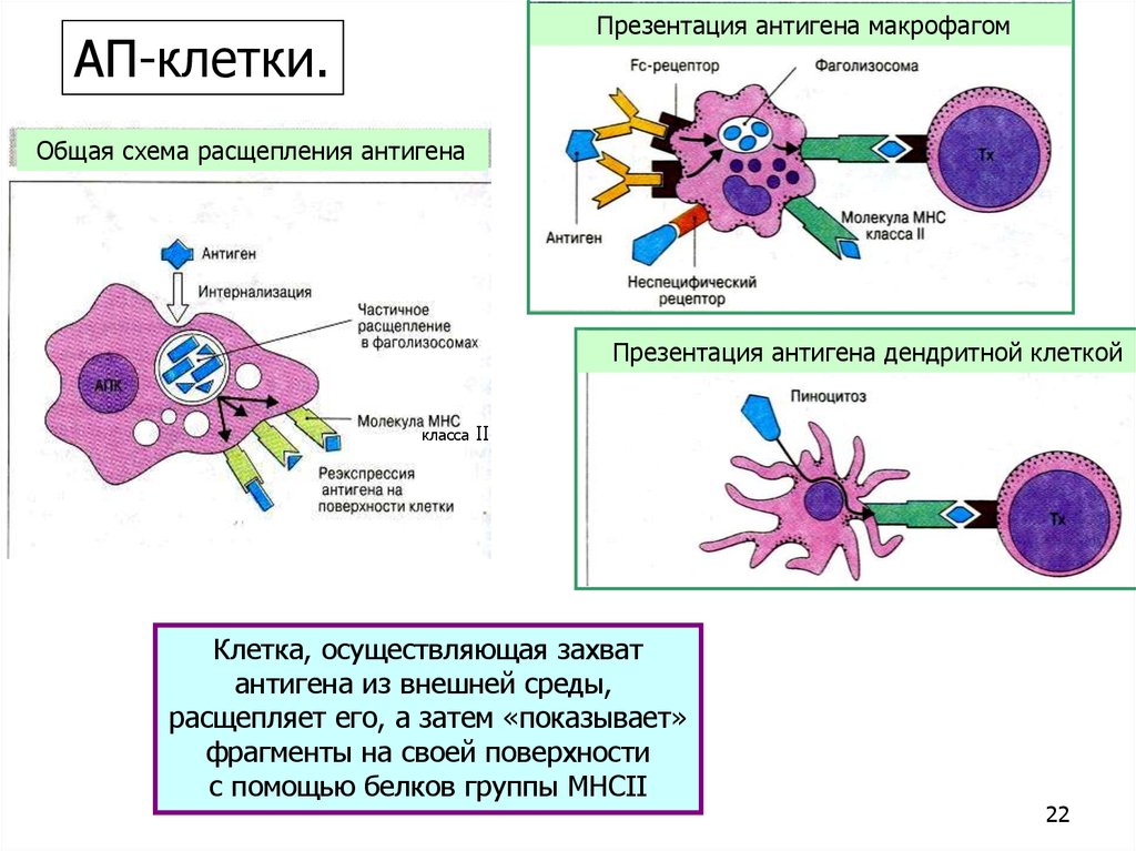 Макрофаги антитела. Презентация антигена дендритными клетками. Дендритные клетки Лангерганса. Презентация антигена макрофагами. Презентация антигена иммунология.
