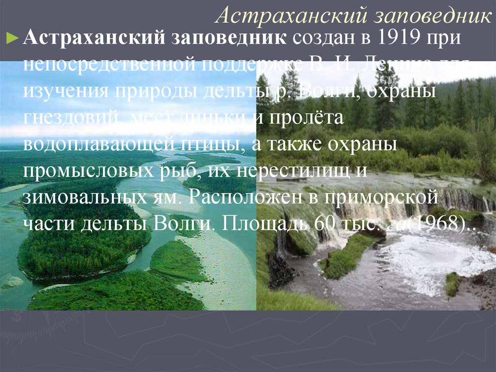 Астраханский заповедник что охраняет. Заповедники России презентация Астраханский заповедник. Астраханский заповедник 1919. Астраханский заповедник презентация. Астраханский заповедник основные объекты охраны.