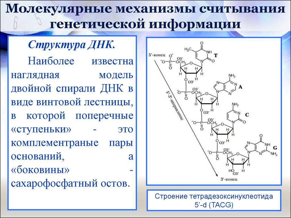 Молекулярные механизмы. Молекулярные механизмы реализации наследственной информации. Считывания наследственной информации. Считывание генетической информации.