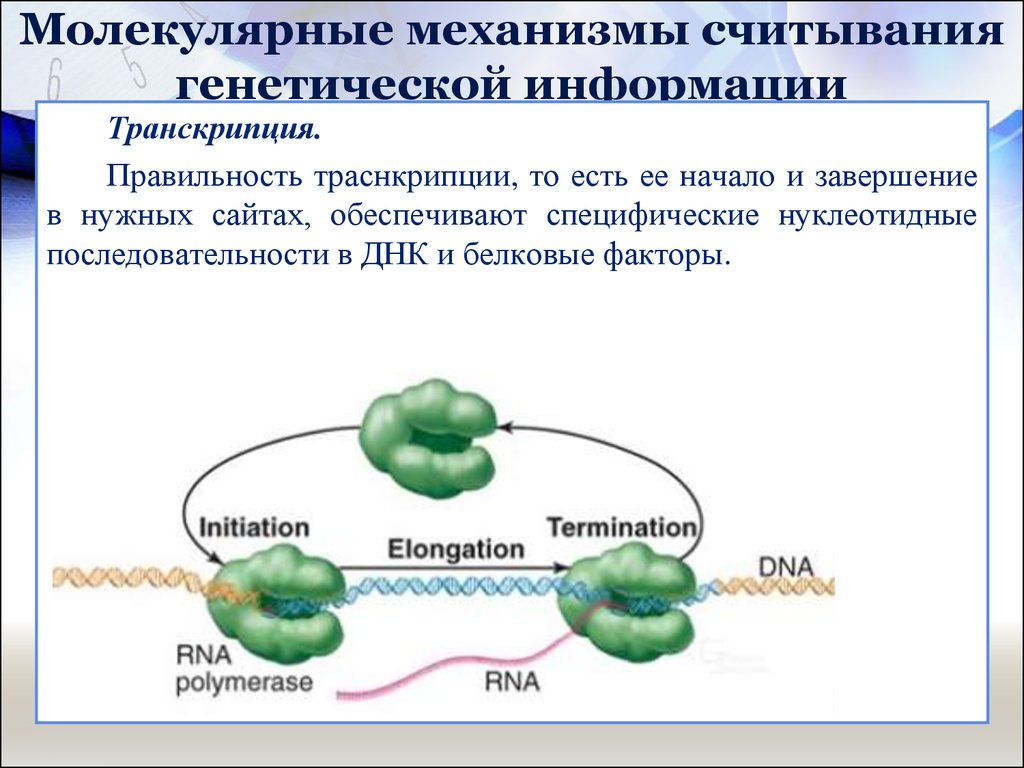 Молекулярные механизмы. Считывание генетической информации. Молекулярные механизмы передачи генетической информации. Считывания наследственной информации.