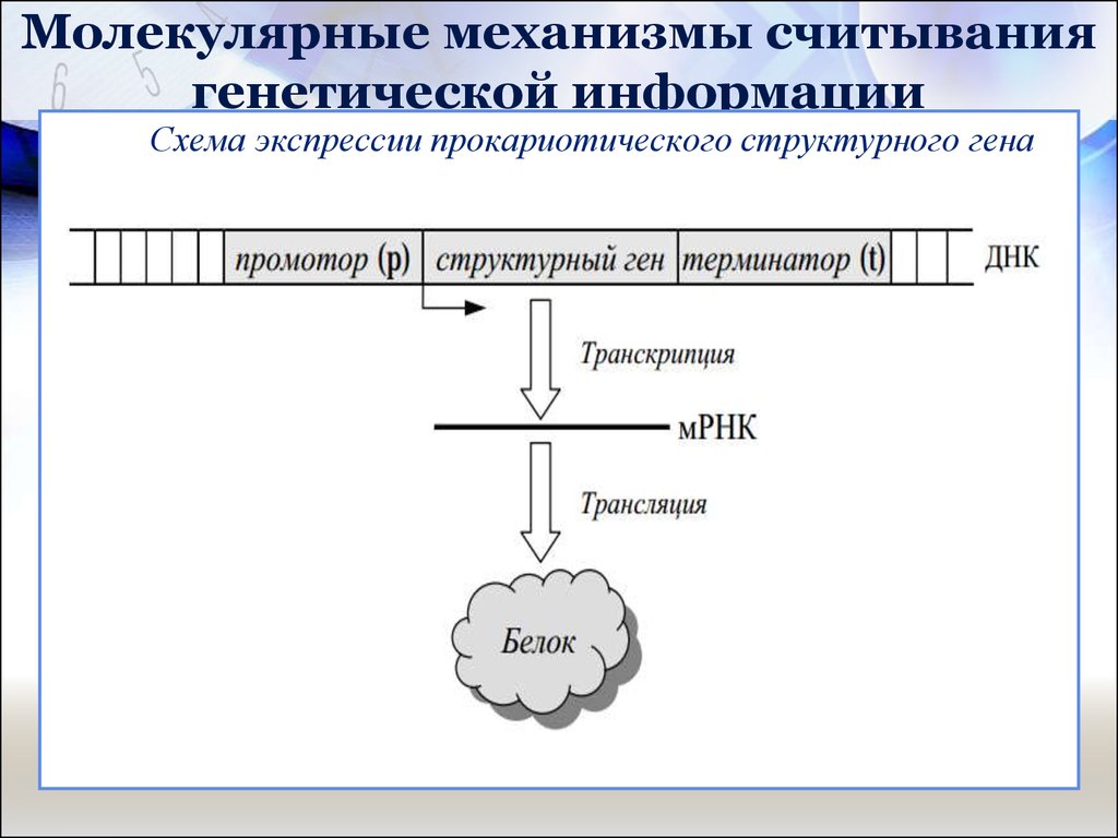 Молекулярные механизмы. Единица считывания генетической информации это. Считывания наследственной информации. Считывающая единица генетической информации у прокариот.