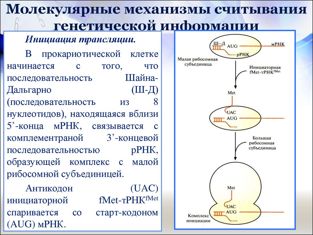 Молекулярные механизмы. Последовательность Шайна Дальгарно на м-РНК комплементарна. Механизм трансляции. Инициация трансляции последовательность. Молекулярные механизмы трансляции.