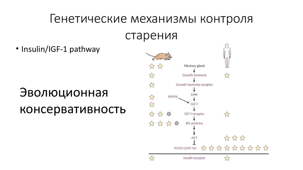 Генетические механизмы. Генетические механизмы старения. Генетические механизмы эволюции. Генетика старения.