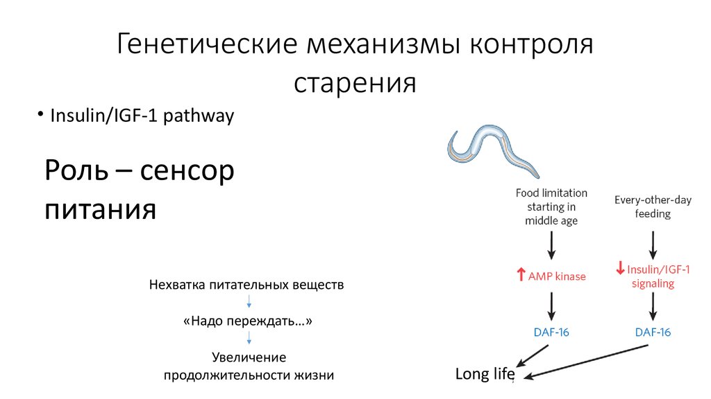 Генетические механизмы