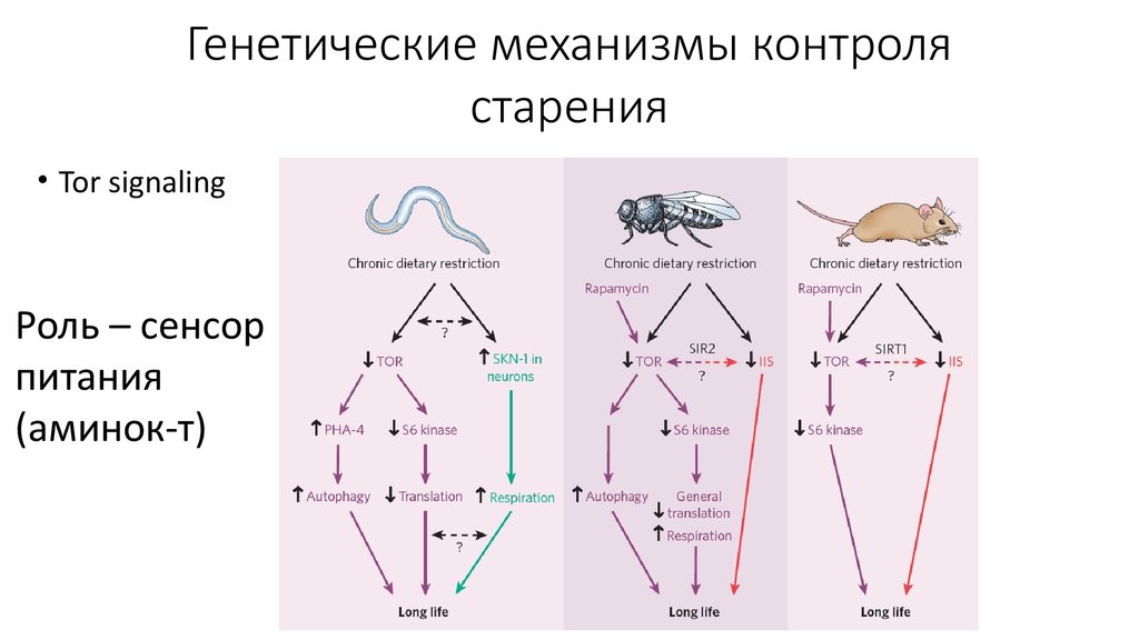 Генетические механизмы