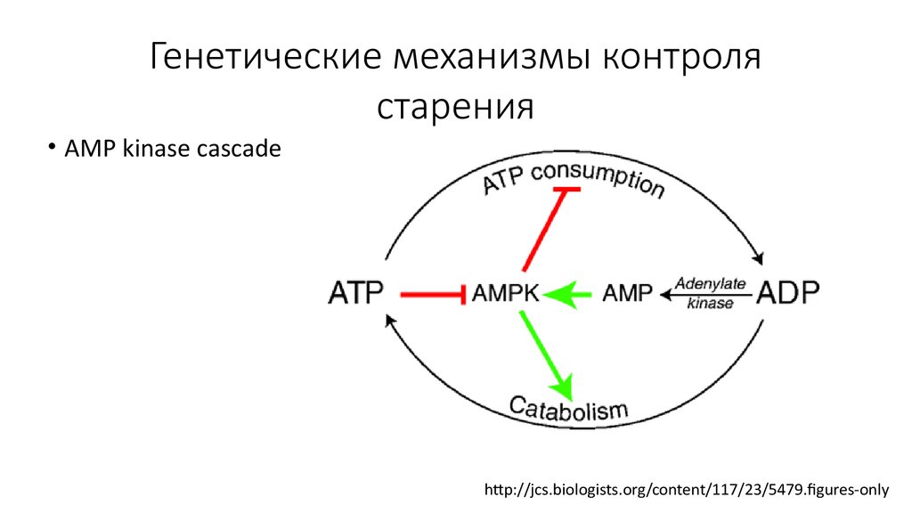 Молекулярные механизмы старения презентация