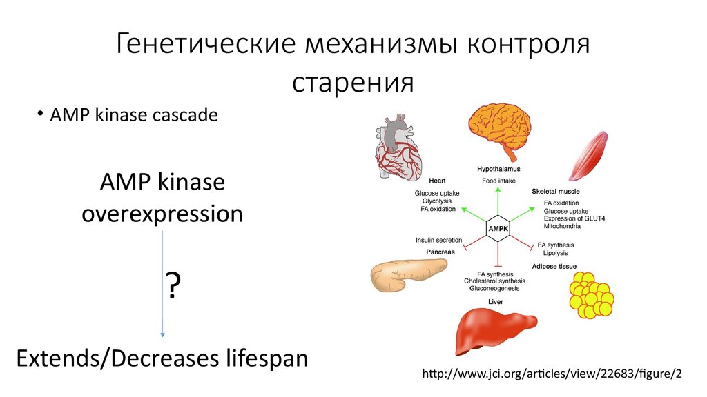 Генетические механизмы. Генетический контроль старения.