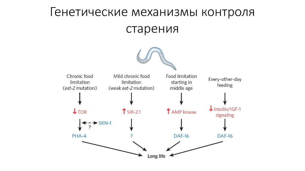 Генетические механизмы