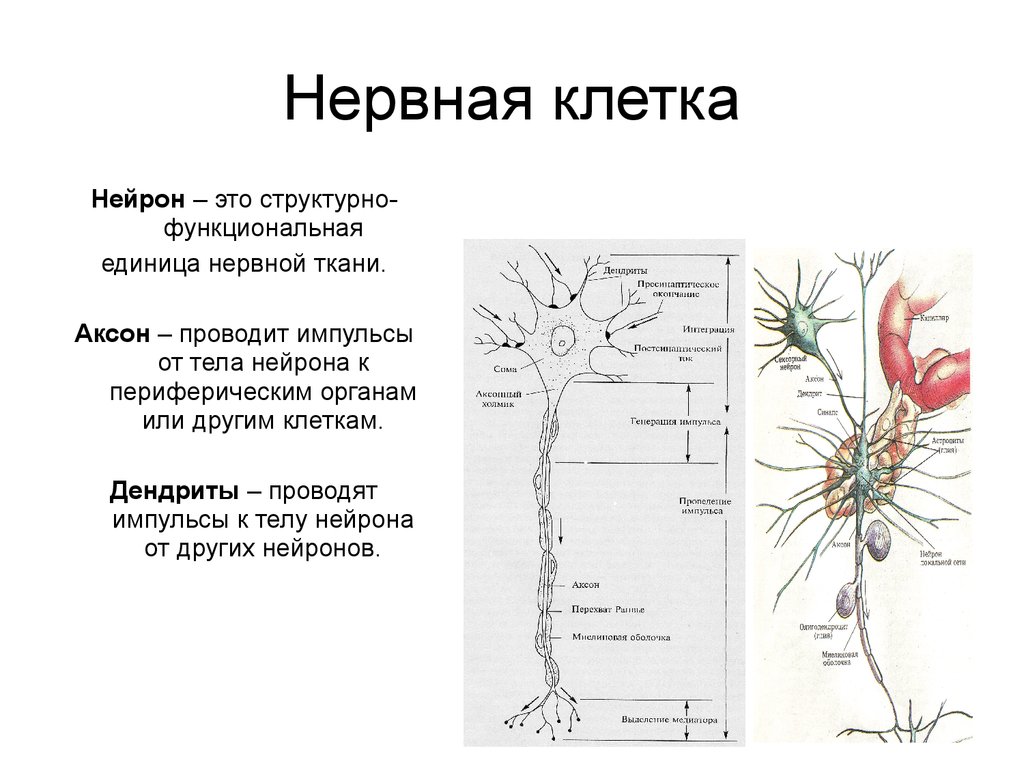 Основная клетка нервной системы. Строение нервной ткани головного мозга. Нервная ткань Нейрон. Строение нейрона. Как устроена нервная клетка.