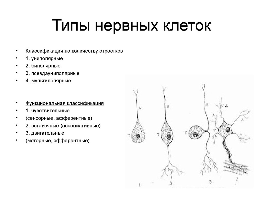 Примеры нервных клеток. Нервная ткань классификация разновидности ткани. Классификация нейронов схема. Тип клеток нервной ткани. Два основных типа клеток нервной ткани.