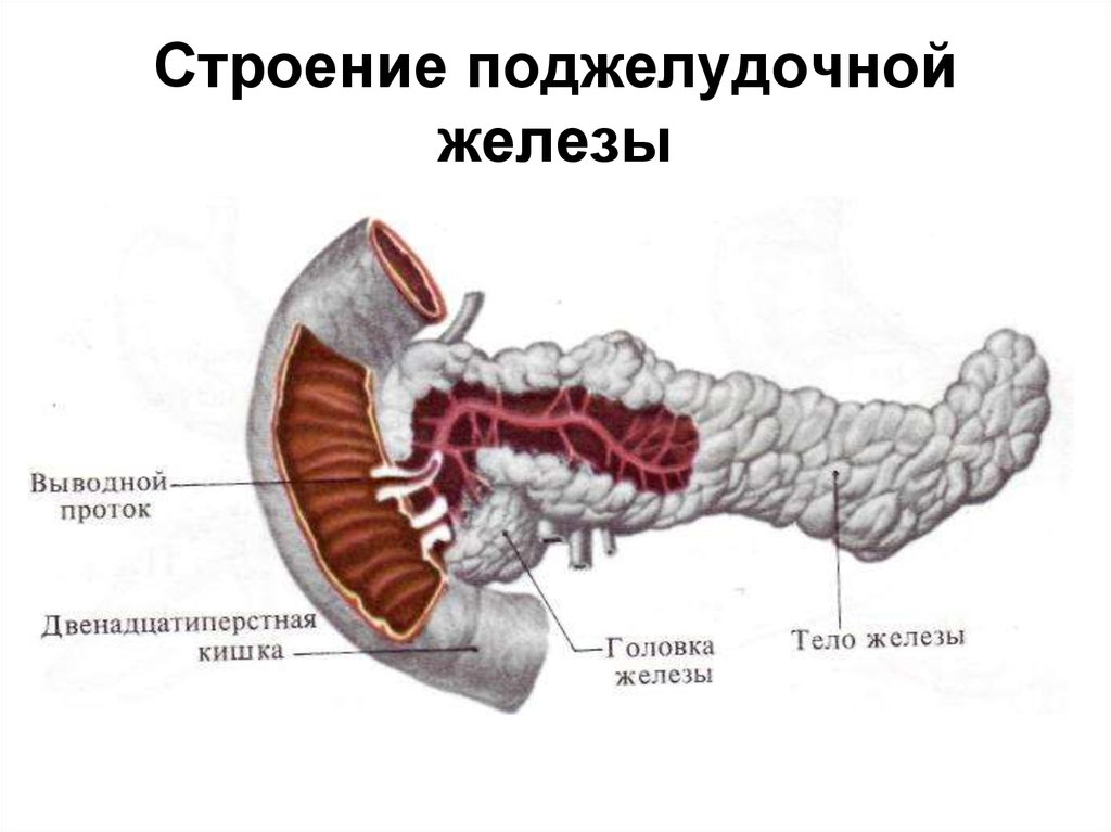 Внутреннее строение поджелудочной. Поджелудочная железа строение и функции анатомия. Строение стенки поджелудочной железы. Анатомическое строение поджелудочной железы. Внутреннее строение поджелудочной железы анатомия.