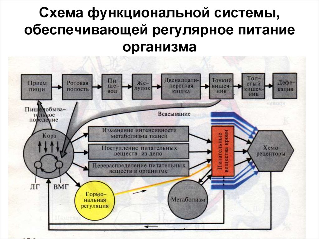 Схема фус восприятия боли