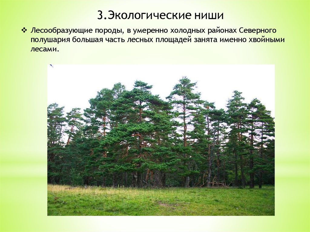 Основные лесообразующие породы