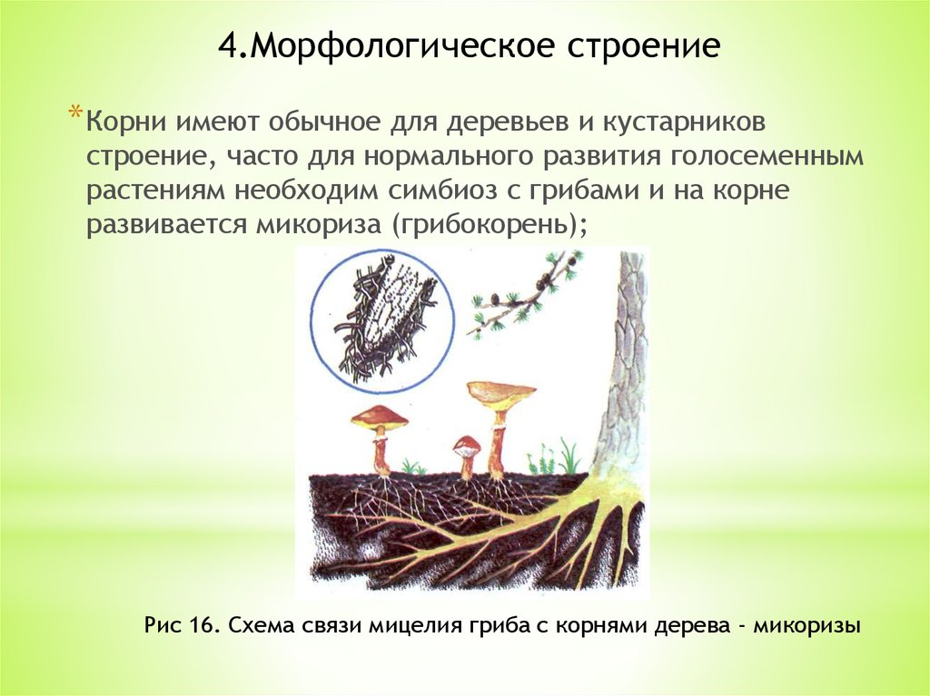 Образуют микоризу с корнями растений