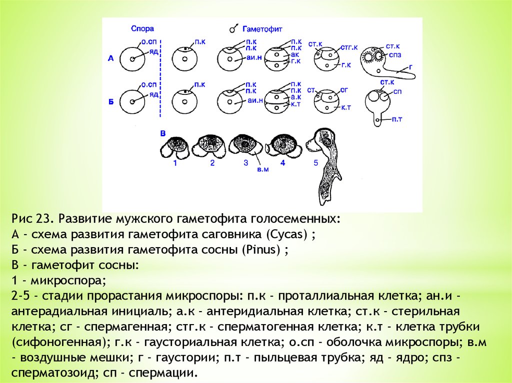 Стадии мужского гаметофита. Формирование мужского гаметофита у сосны. Развитие мужского гаметофита голосеменных. Микроспорогенез формирование мужского гаметофита у сосны. Последовательность развития мужского гаметофита сосны.