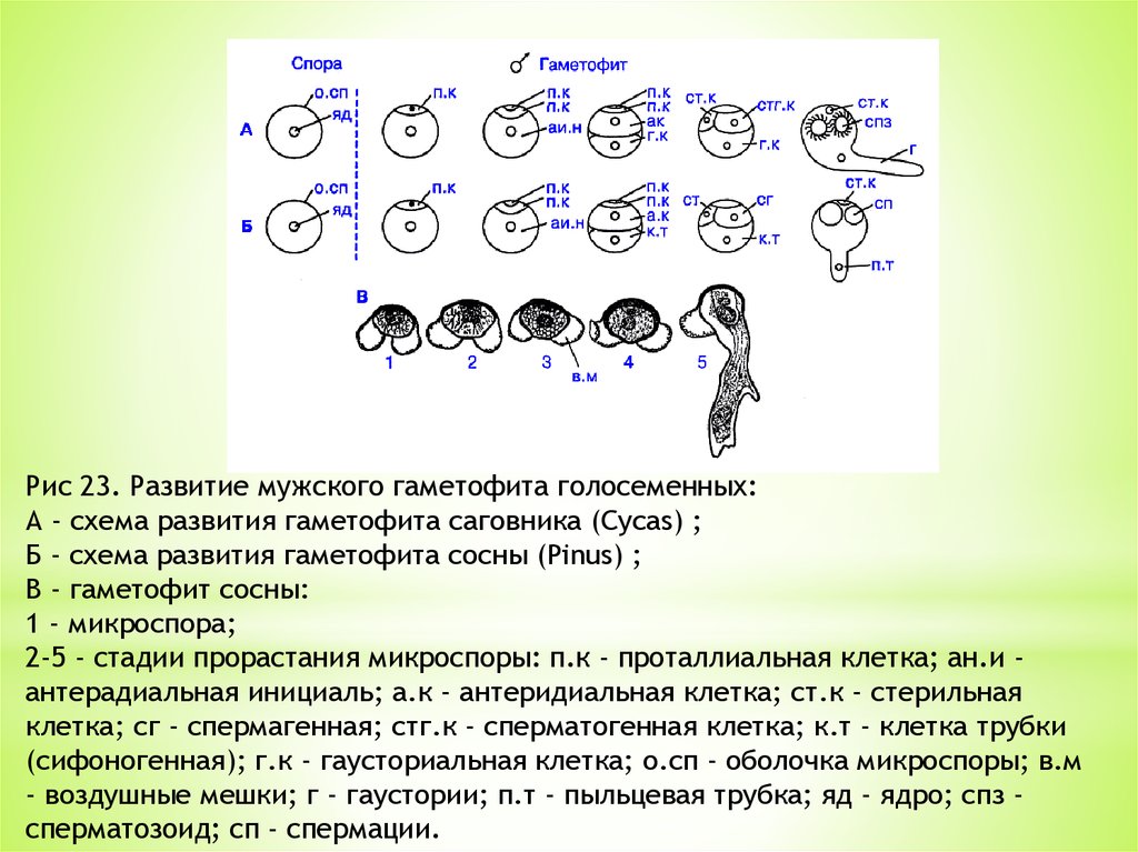 Женский мужской гаметофит