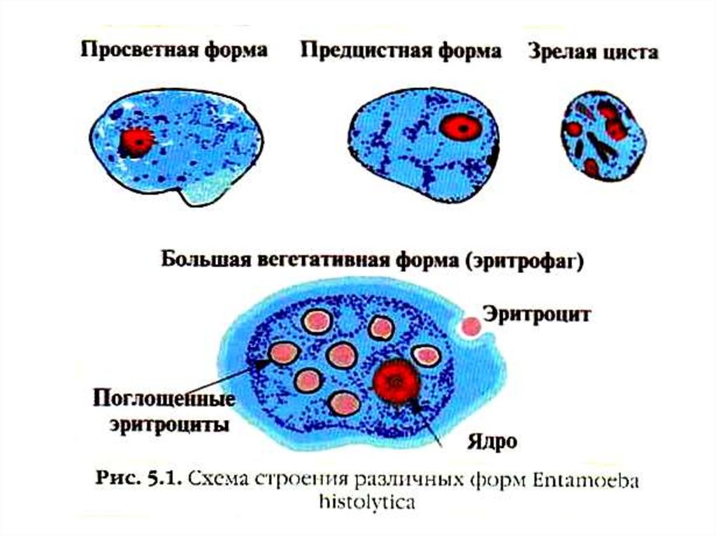 Циста дизентерийной амебы рисунок