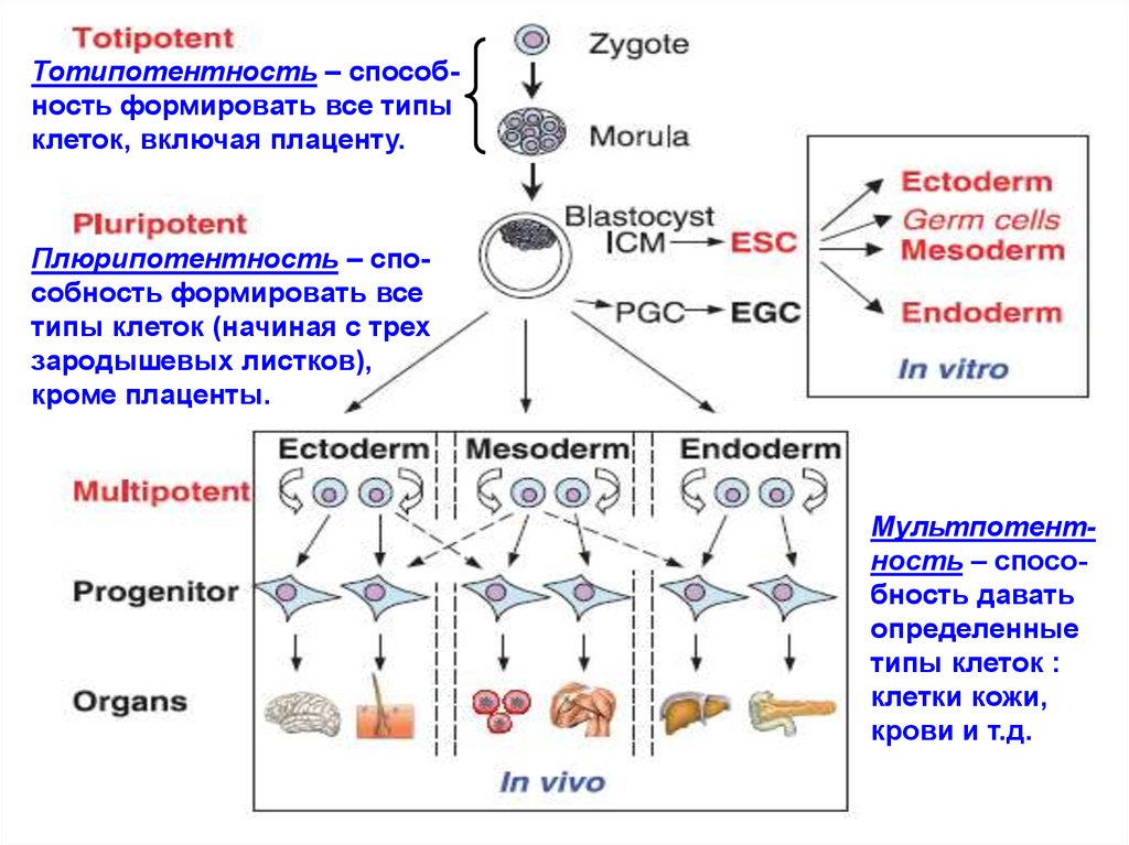 Состав стволовых клеток. Тотипотентные стволовые клетки. Титопотентные саоловые клетки. Тотипотентные стволовые клетки примеры. Мультипотентные клетки.