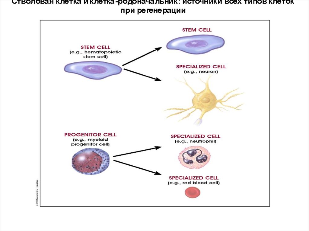 Соматические клетки это. Соматические стволовые клетки. Рисунок стволовой клетки. Функции стволовых клеток. Функции стволовой клетки.