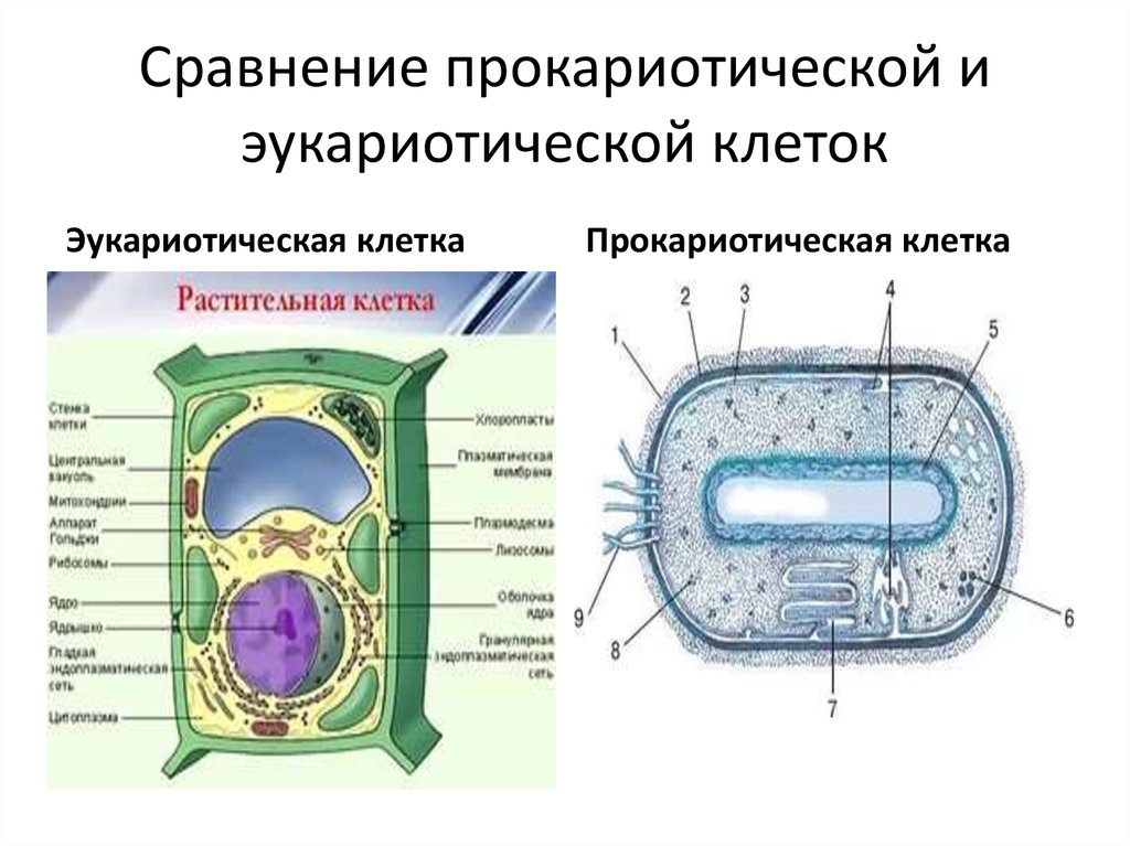 Клетки имеют ядро прокариоты эукариоты. Сравнение строения прокариотической и эукариотической клетки. Строение прокариотической и эукариотической клеток. Схема строения прокариотической и эукариотической клеток. Строение прокариотической и эукариотической клетки рисунок.
