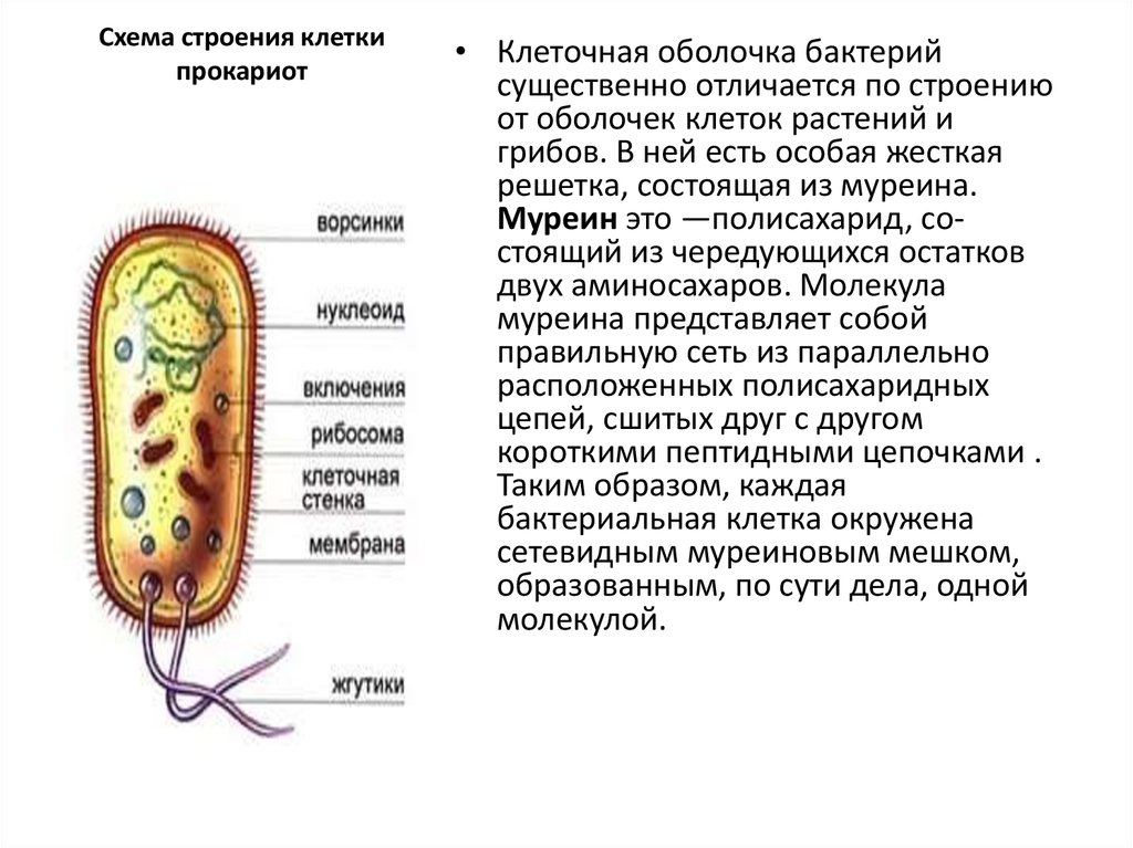 Прокариоты вопросы. Муреиновая оболочка бактерий. Бактерии доядерные организмы 7 класс. Оболочка бактериальной клетки. Строение бактериальной клетки прокариот.