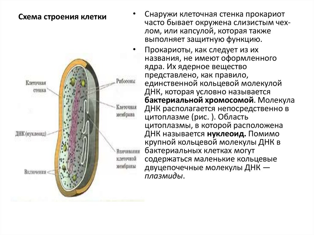 Биология 7 класс бактерии доядерные организмы. Структура клеточной стенки прокариот. Строение типичной клетки прокариот. Прокариотическая клетка структура.