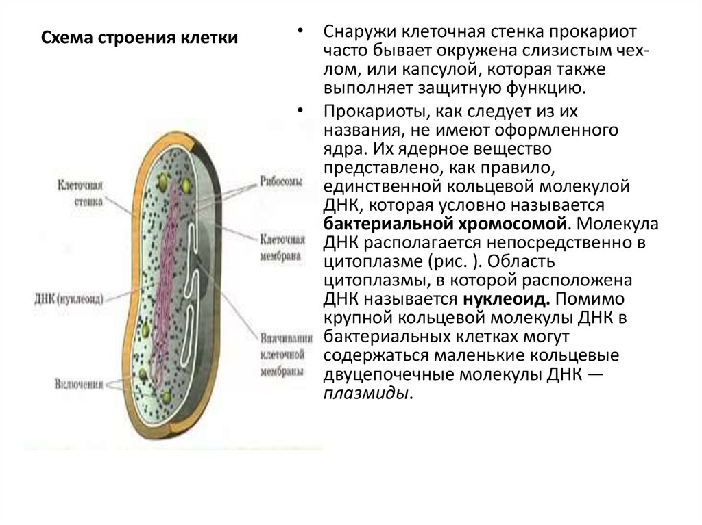 Клетка прокариот