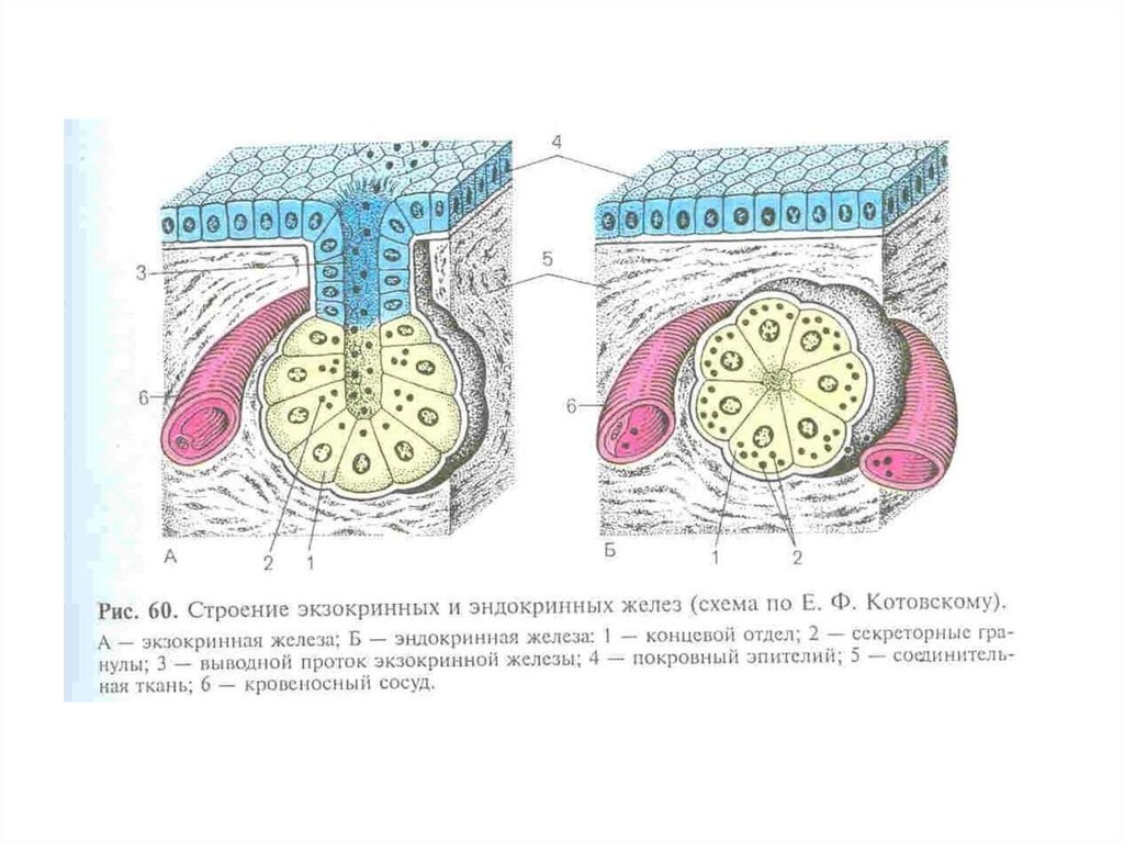 Экзокринные железы выводные протоки. Экзокринные железы классификация гистология. Железистый эпителий гистология схема. Железистый эпителий экзокринный и эндокринный. Железистый эндокринный эпителий.
