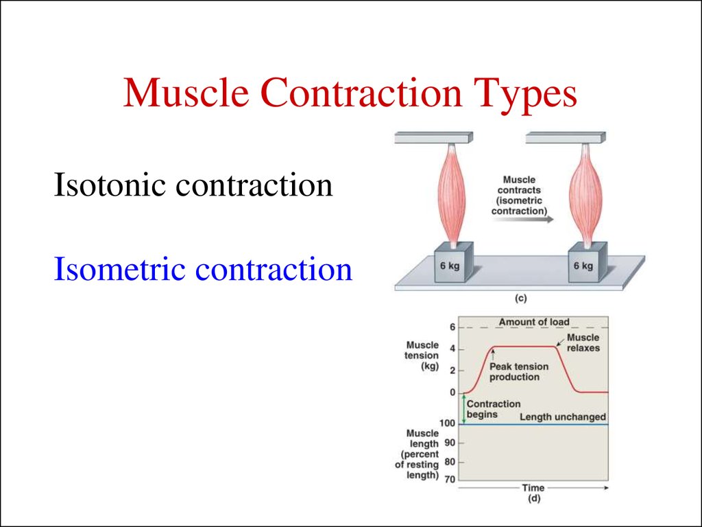 Muscle Contraction Types